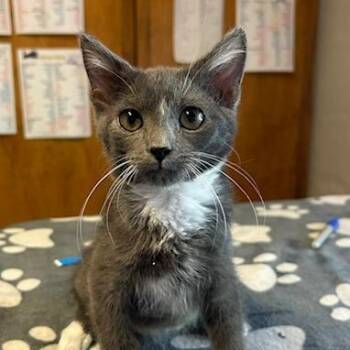 Julian -  Domestic Short Hair Cat for Adoption in Knoxville, Tennessee - Julian | PetCurious