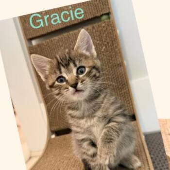 Gracie -  Domestic Short Hair Cat for Adoption in Mooresville, North Carolina - Gracie | PetCurious