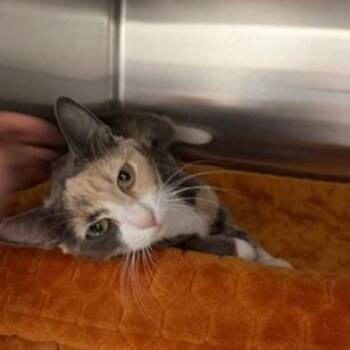 Sunshine -  Domestic Short Hair Cat for Adoption in Las Vegas, Nevada - Sunshine | PetCurious