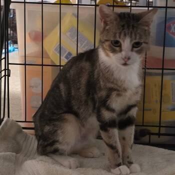 Squeeky -  Domestic Short Hair Cat for Adoption in Grantsville, Utah - Squeeky | PetCurious