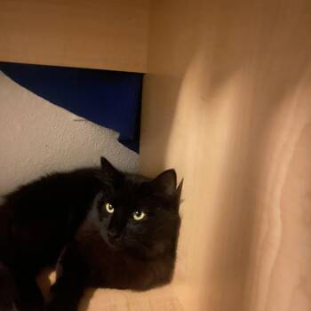 Turkish Angora Cats Available for Adoption in Hayward, California - Sable  | PetCurious