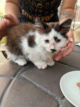 Rescue Domestic Short Hair Cats for Adoption in Philadelphia, Pennsylvania - Rustle | PetCurious