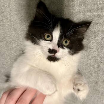Rescue Domestic Long Hair Cats for Adoption in Buffalo, New York - Shrimp - Under The Sea | PetCurious