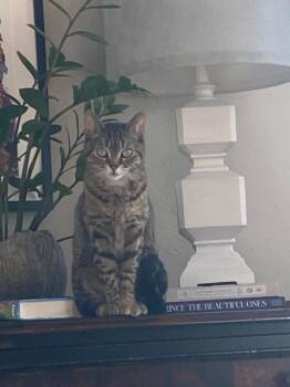 Seven -  Domestic Short Hair Cat for Adoption in Minneapolis, Minnesota - Seven | PetCurious