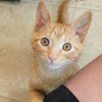 Albert -  Domestic Short Hair Cat for Adoption in Wellsville, New York - Albert | PetCurious
