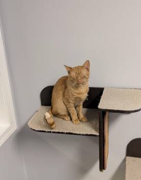 Saint James -  Domestic Short Hair Cat for Adoption in Brockport, New York - Saint James | PetCurious