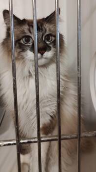 Manx Cats Available for Adoption - Jinx | PetCurious