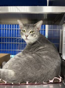 Rescue Domestic Short Hair Cats for Adoption in Sherwood, Oregon - Moon | PetCurious