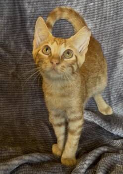 Marcello -  Domestic Short Hair Cat for Adoption in Panama City, Florida - Marcello | PetCurious