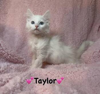 Domestic Long Hair Cats Available for Adoption - Taylor | PetCurious