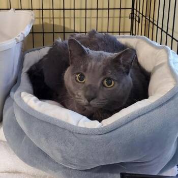 Blue -  Domestic Short Hair Cat for Adoption in Greensboro, North Carolina - Blue | PetCurious