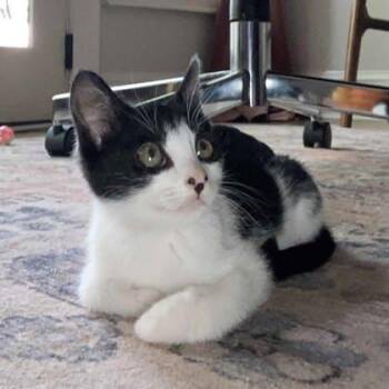 Zorro -  Domestic Short Hair Cat for Adoption in Atlanta, Georgia - Zorro | PetCurious