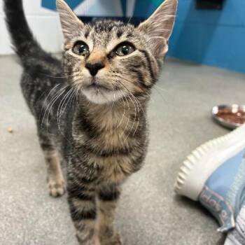 ZingBot -  Domestic Short Hair Cat for Adoption in Carencro, Louisiana - ZingBot | PetCurious