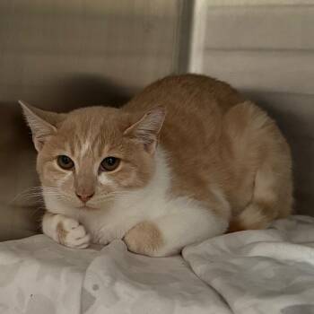 Peaches -  Domestic Short Hair Cat for Adoption in Cedaredge, Colorado - Peaches | PetCurious