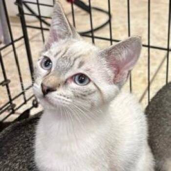Doc -  Domestic Short Hair Cat for Adoption in Lake Jackson, Texas - Doc | PetCurious