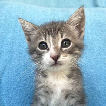 Rescue Domestic Medium Hair Cats for Adoption in Long Beach, California - Phineas | PetCurious