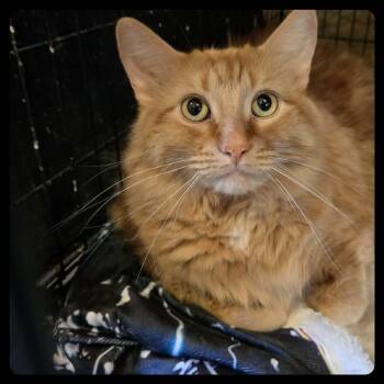 Domestic Long Hair Cats Available for Adoption in Park Falls, Wisconsin - Tiger | PetCurious