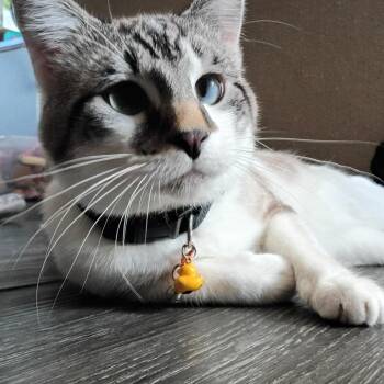 Gerald -  Domestic Short Hair Cat for Adoption in Washougal, Washington - Gerald | PetCurious