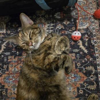 Lucie -  Domestic Short Hair Cat for Adoption in West Palm Beach, Florida - Lucie | PetCurious