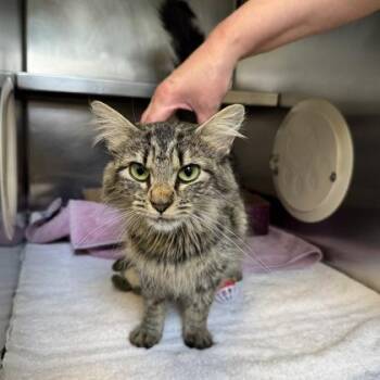 Digicam -  Domestic Medium Hair Cat for Adoption in Richmond, Virginia - Digicam | PetCurious
