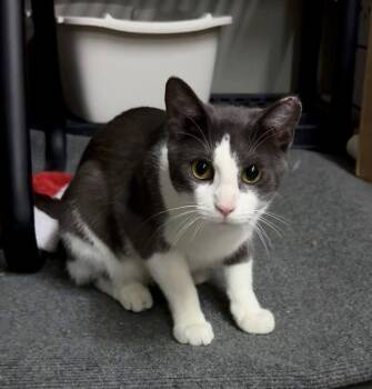 Bob -  Domestic Short Hair Cat for Adoption in Cuyahoga Falls, Ohio - Bob | PetCurious