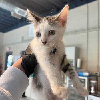 Oreo -  Domestic Short Hair Cat for Adoption in Huntington, West Virginia - Oreo | PetCurious