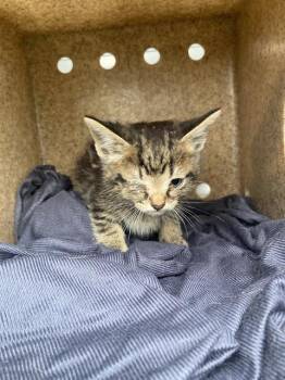 Domestic Short Hair Cats Available for Adoption in Dallas, Texas - DASH | PetCurious