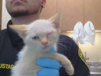 MORTON -  Domestic Short Hair Cat for Adoption in Sacramento, California - MORTON | PetCurious