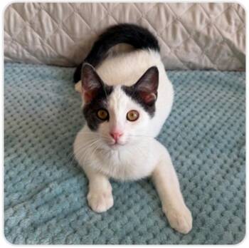 Time -  Domestic Short Hair Cat for Adoption in Healdsburg, California - Time | PetCurious