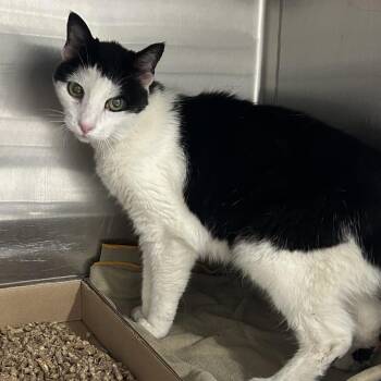 Pongo -  Domestic Short Hair Cat for Adoption in Newark, New Jersey - Pongo | PetCurious
