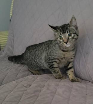 ATHENA -  Domestic Short Hair Cat for Adoption in Sandusky, Ohio - ATHENA | PetCurious