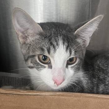 Domestic Short Hair Cats Available for Adoption - Boy Blue | PetCurious