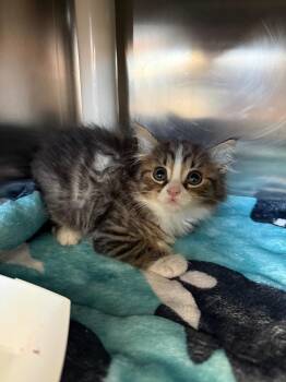 Geppetto -  Domestic Long Hair Cat for Adoption in Detroit, Michigan - Geppetto | PetCurious