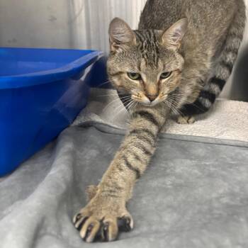 Dodger -  Domestic Short Hair Cat for Adoption in Lakeland, Florida - Dodger | PetCurious