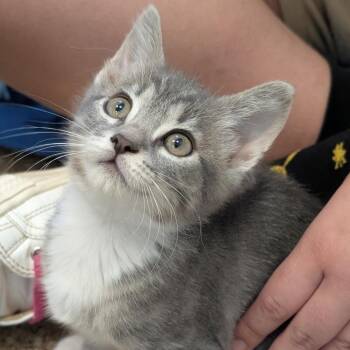 Maud -  Domestic Medium Hair Cat for Adoption in Sonoma, California - Maud | PetCurious