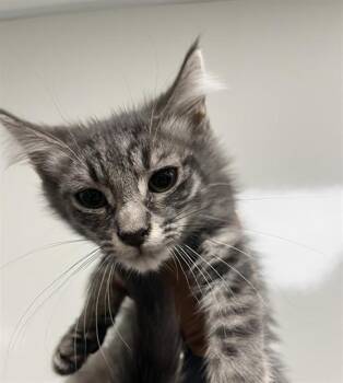 FRY -  Domestic Medium Hair Cat for Adoption in Ontario, California - FRY | PetCurious