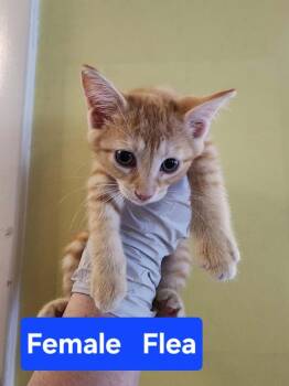 Flea -  Domestic Short Hair Cat for Adoption in Evansville, Indiana - Flea | PetCurious
