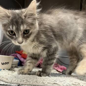 Serenity -  Domestic Medium Hair Cat for Adoption in Port Charlotte, Florida - Serenity | PetCurious