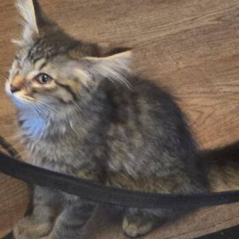 Jack -  Domestic Long Hair Cat for Adoption in Monroe, Michigan - Jack | PetCurious