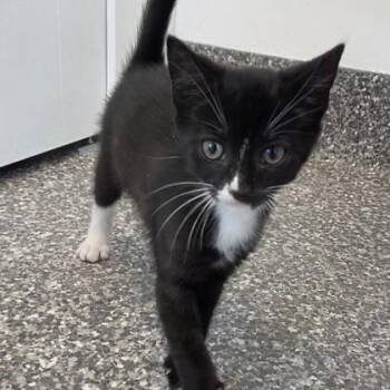 Prince Hans -  Domestic Short Hair Cat for Adoption in Voorhees Township, New Jersey - Prince Hans | PetCurious