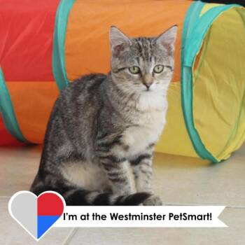 Domestic Short Hair Cats Available for Adoption in Fort Collins, Colorado - Raspberry Delight | PetCurious