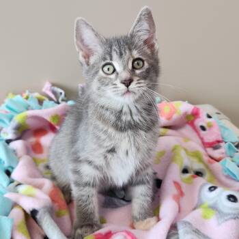 Tabby Cats Available for Adoption in Marshfield, Wisconsin - Espurr | PetCurious
