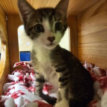 Crane -  Domestic Short Hair Cat for Adoption - Crane | PetCurious