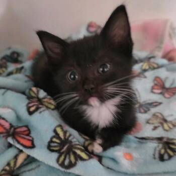 Salsa -  Domestic Short Hair Cat for Adoption in Cumming, Georgia - Salsa | PetCurious