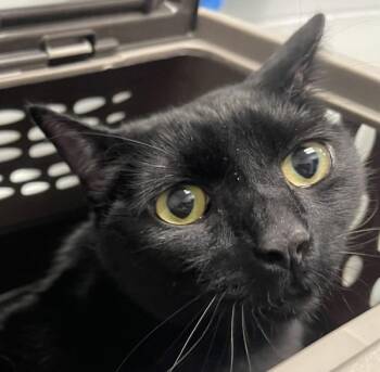 Jasper -  Domestic Short Hair Cat for Adoption in Golden, Colorado - Jasper | PetCurious