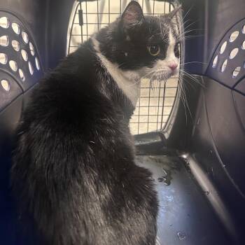 Domestic Short Hair Cats Available for Adoption in Philadelphia, Pennsylvania - Julie | PetCurious