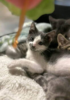 Rescue Domestic Short Hair Cats for Adoption in Ball Ground, Georgia - Timothy | PetCurious