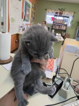 Domestic Medium Hair Cats Available for Adoption in Burnsville, North Carolina - Lemon Drop | PetCurious