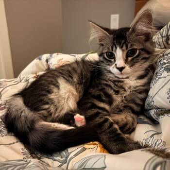 Todd Chavez -  Domestic Medium Hair Cat for Adoption in Abbotsford, British Columbia - Todd Chavez | PetCurious