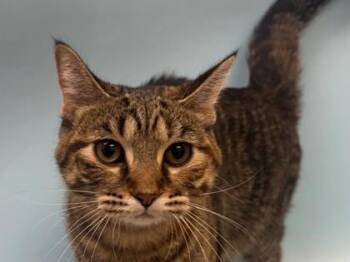 Athena -  Domestic Short Hair Cat for Adoption in Woodbury, Minnesota - Athena | PetCurious